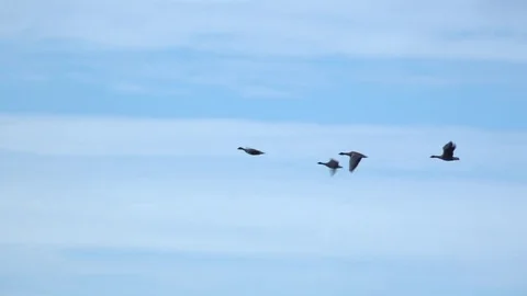 Geese flying in clouds close up 4K Stock-Footage 82443828