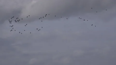 Geese flying in the clouds on migration in England UK 4K Video stock 143298901