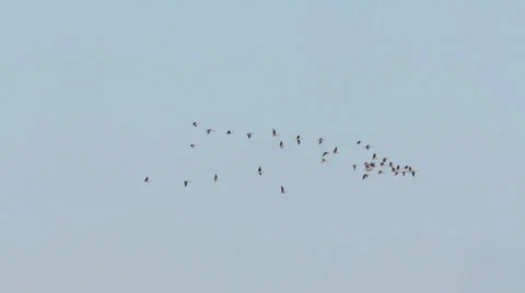 Geese flying in flock 스톡 동영상 22870416