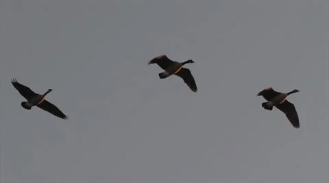 Geese flying Stock Footage 10726515