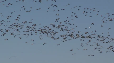 Geese Flying Stock Footage 36573324