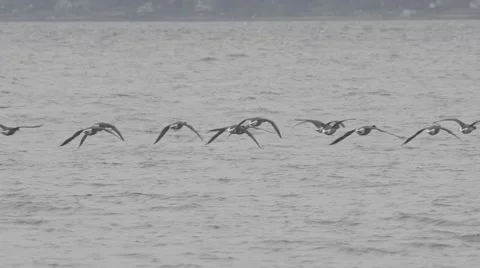 Geese flying Stock Footage 48917653