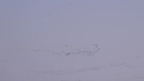 Geese flying high in V formation on migration in England UK 4K Stock Footage 143082154