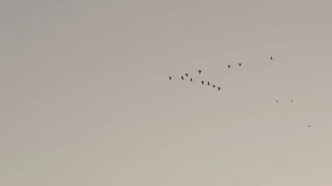 Geese flying / honking Stock Footage 301347934