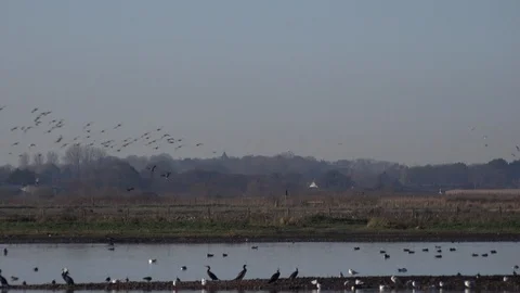 Geese flying low on migration and landing in England UK 4K Stock Footage 121386760