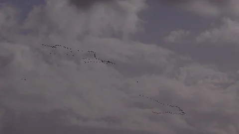 Geese flying low on migration in England UK 4K 库存影片 119669405