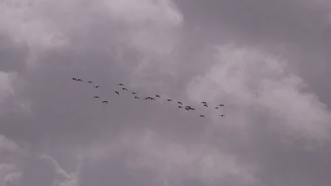 Geese flying low on migration in England UK 4K Видео 119669874