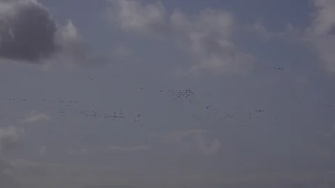 Geese flying low on migration in England UK 4K Vidéo 119670891