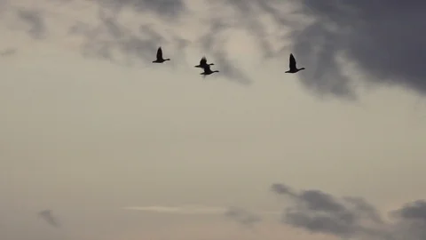 Geese flying low on migration in England UK 4K Vidéo 119672787