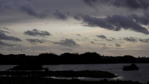 Geese flying low on migration in England UK 4K 库存影片 119673722