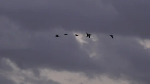 Geese flying low on migration in England UK 4K Stock Footage 119673773