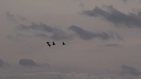Geese flying low on migration in England UK 4K 스톡 동영상 119673871