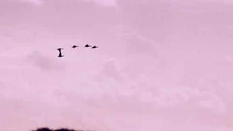 Geese flying low on migration in England UK 4K Vidéo 119674053