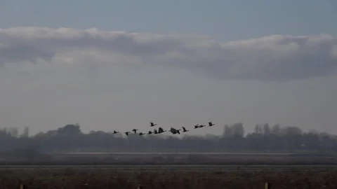 Geese flying low on migration in England UK 4K 스톡 동영상 121386616