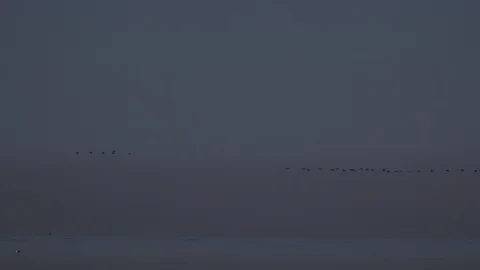 Geese flying low on migration in England UK 4K Stock Footage 121386931
