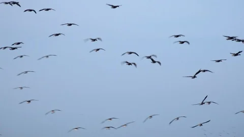 Geese flying low on migration in England UK 4K 스톡 동영상 125067366