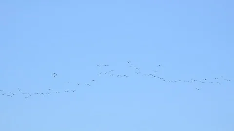 Geese flying low on migration in England UK 4K Stock Footage 125067671