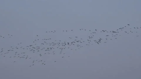 Geese flying low on migration in England UK 4K 库存影片 143078092