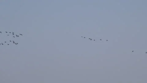 Geese flying low on migration in England UK 4K Video stock 143082646