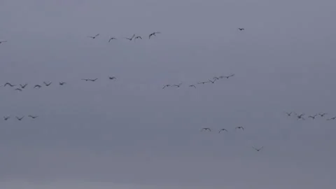 Geese flying low on migration in England UK 4K Видео 143083217
