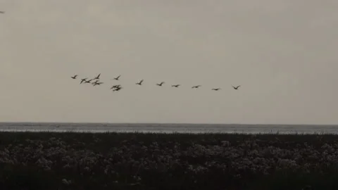 Geese flying low on migration over shoreline in England UK 4K Stock Footage 143297525