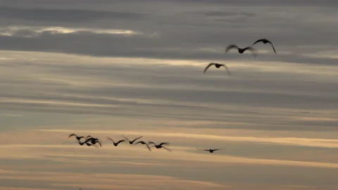 Geese flying low in migration wintertime England 4k Video stock 144982603