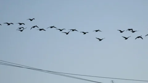 Geese flying low overhead in migration wintertime England 4k Stock-Footage 122293578