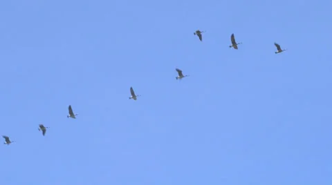 Geese Flying North Vídeo Stock 39752716