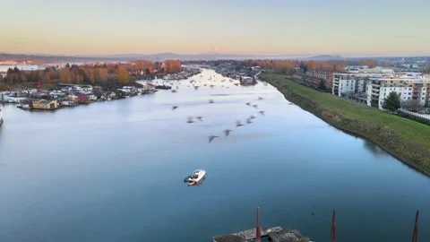 Geese Flying Over the Columbia River Portland Oregon 4K Drone Shot Stock Footage