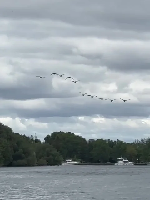 Geese Flying Over River and Tree-Lined Shore Video stock 341317497
