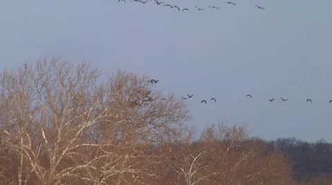 Geese Flying Over Treetops Stock Footage 974598