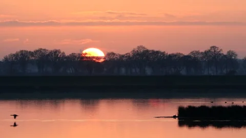 Geese flying over the water surface at sunset Stock Footage 173604784