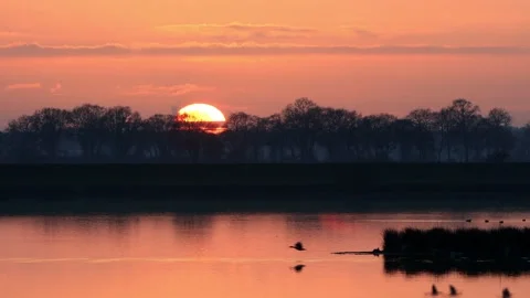Geese flying over the water surface at sunset Stock Footage 203388312