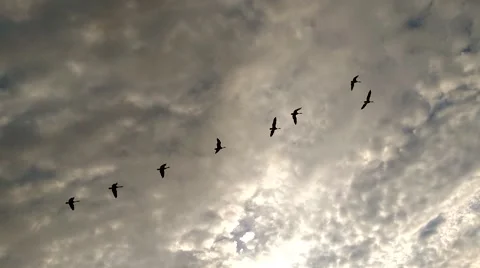 Geese flying overhead Vidéo 52926710