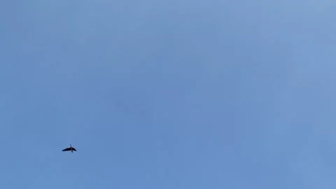 Geese Flying Overhead HD Video stock 165773904