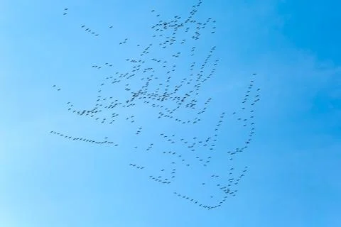 Geese flying Stock Photos