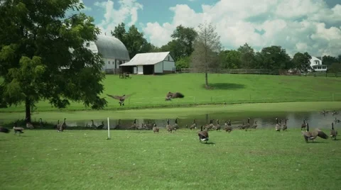 Geese flying to pond Stock Footage 66432702