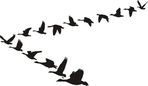 Geese flying in the shape of unit Stock-Illustration