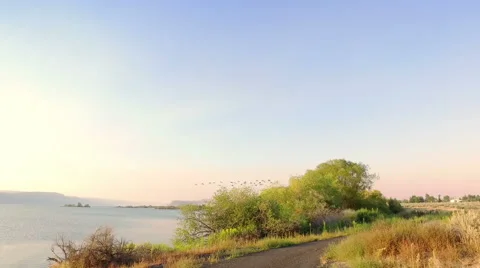 Geese flying in the sky Stock Footage 65968713