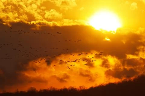 Geese flying at sunset Stock Photos