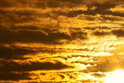 Geese flying at sunset Stock Photos