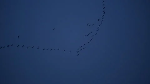 Geese Flying in V-formation Stock Footage 51392657