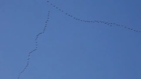 Geese in flying v formation Stock Footage 51713110