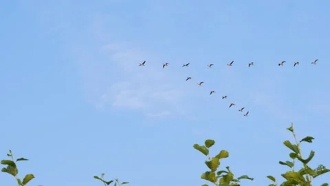 Geese flying in V-formation Stock Footage 284365638