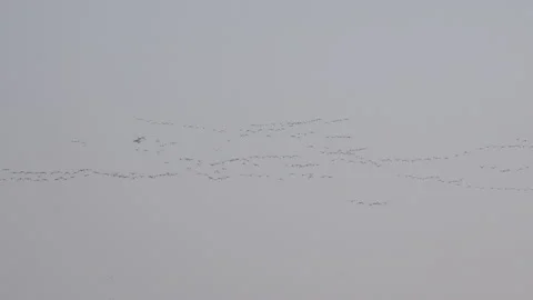 Geese flying in V formation on migration in England UK 4K Stock Footage 143079567