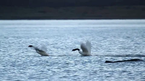 Geese flying water Stock Footage 77049210