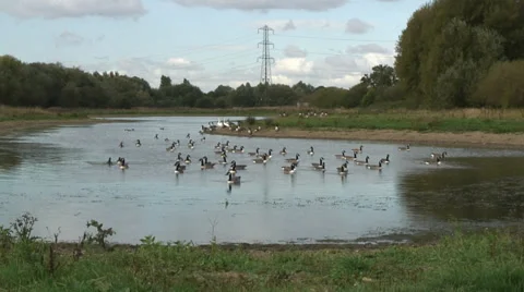 Geese Fobney 10 Video stock 32175509