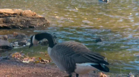 Geese Stock Footage 281833