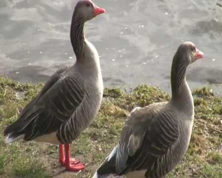 Geese Vídeo Stock 343994