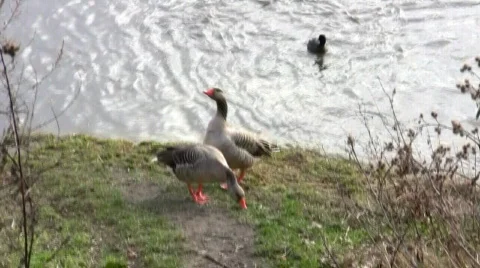 Geese Vídeo Stock 344013